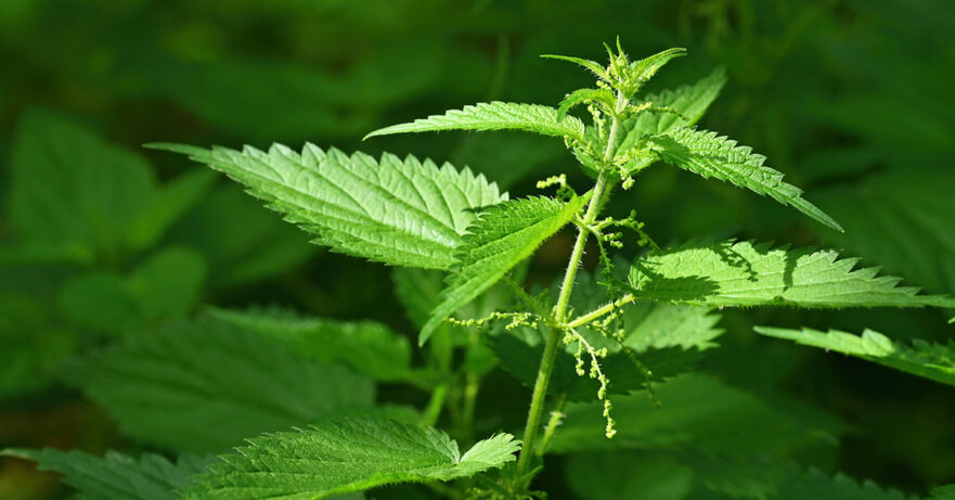 Urtica dioica monograph