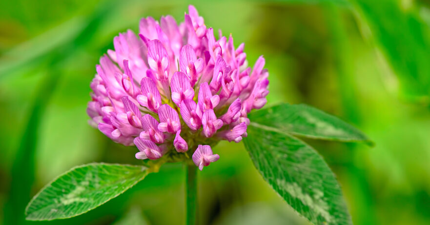 Red Clover Monograph 1 Trifolium pratense monograph
