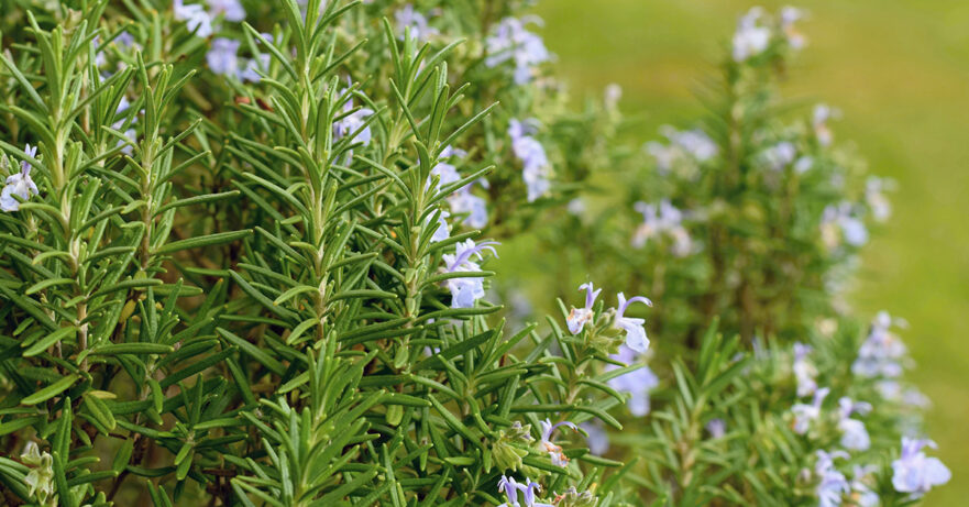 Rosemary Monograph 1 Rosmarinus officinalis monograph