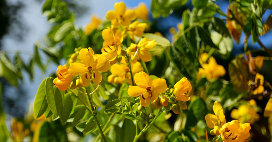 Senna Monograph 1 Cassia angustifolia and Cassia senna monograph
