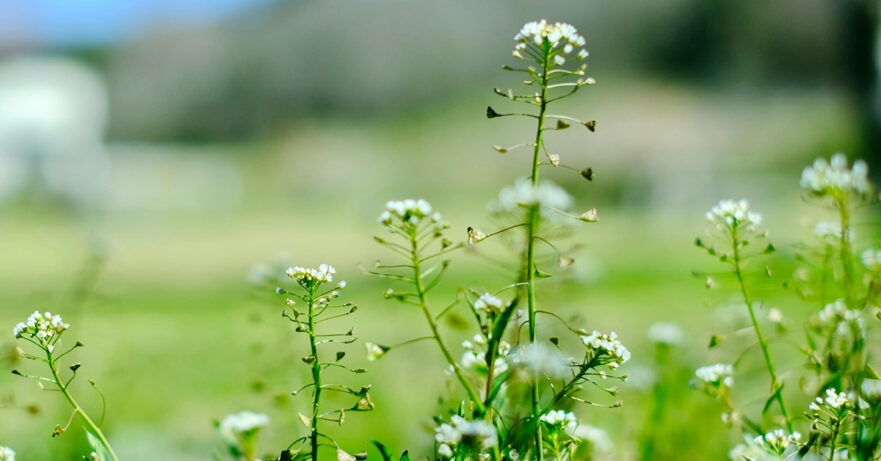 Shepherd’s Purse Monograph 1 Capsella bursa-pastoris monograph