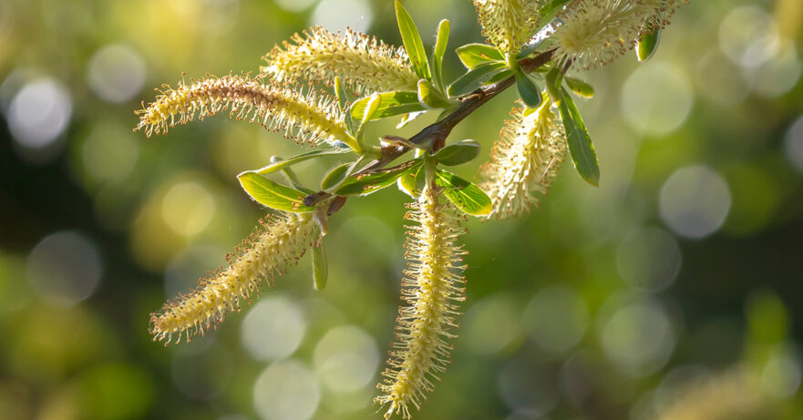 White Willow Monograph 1 Salix alba monograph