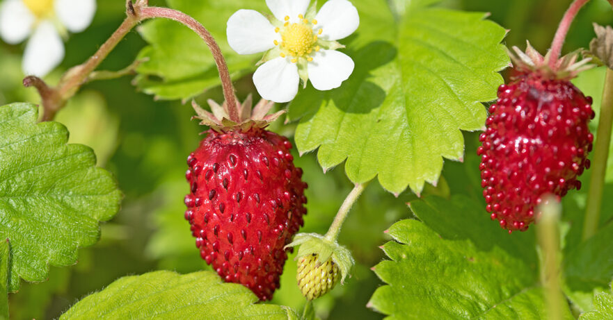 Wild Strawberry Monograph 1 Fragaria vesca monograph