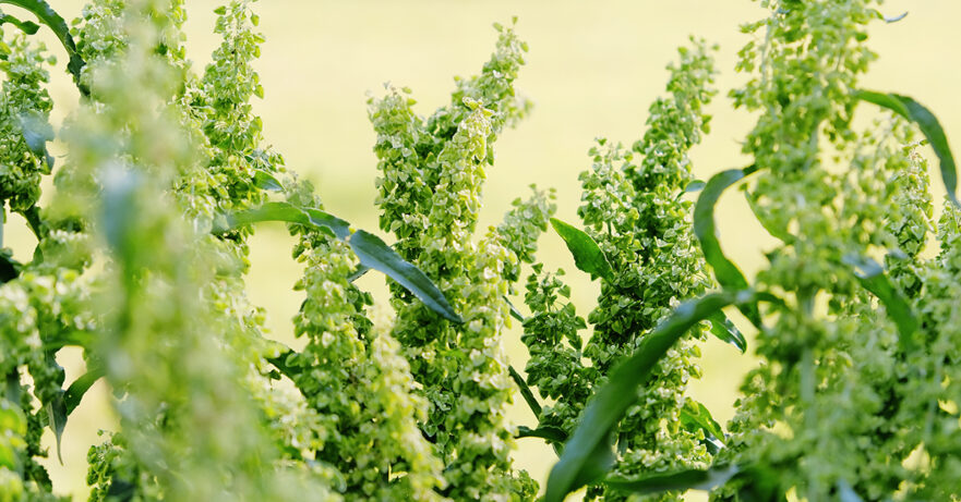 Yellow Dock Monograph 1 Rumex crispus monograph
