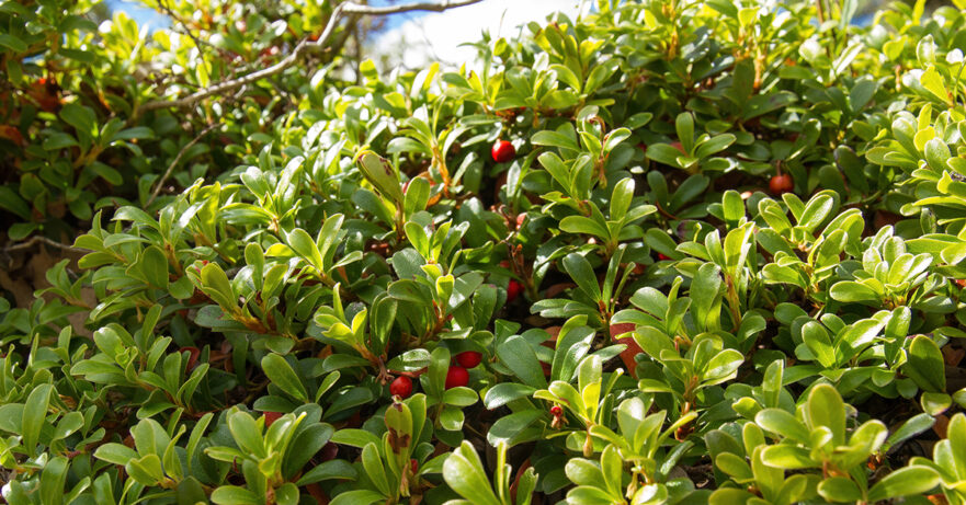 Arctostaphylos uva-ursi monograph