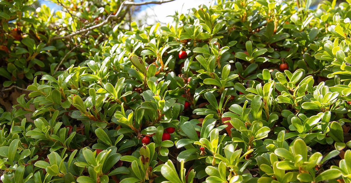 Featured image for “Bearberry Monograph”