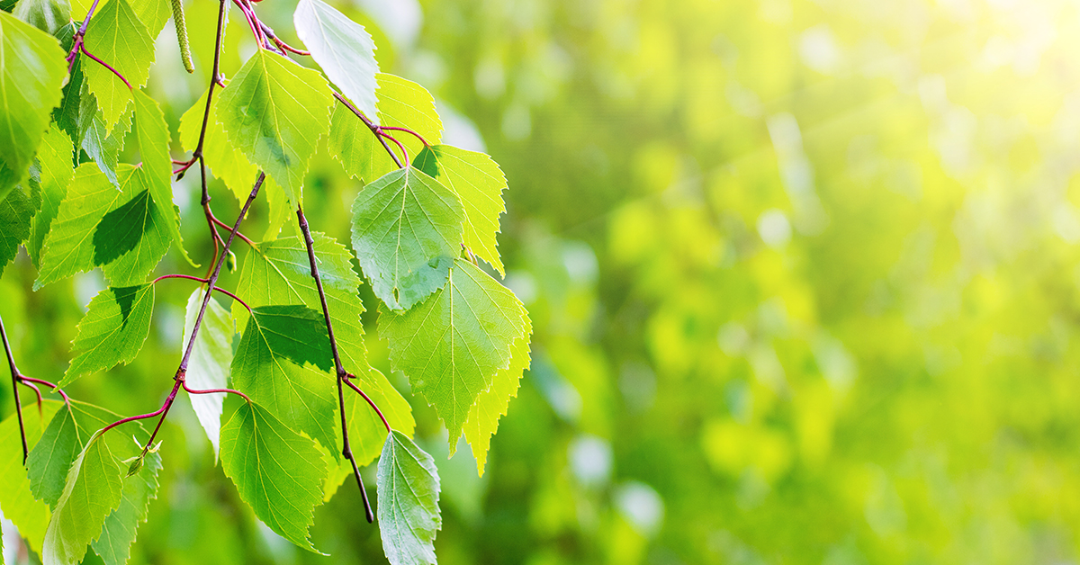 Featured image for “Birch Monograph”