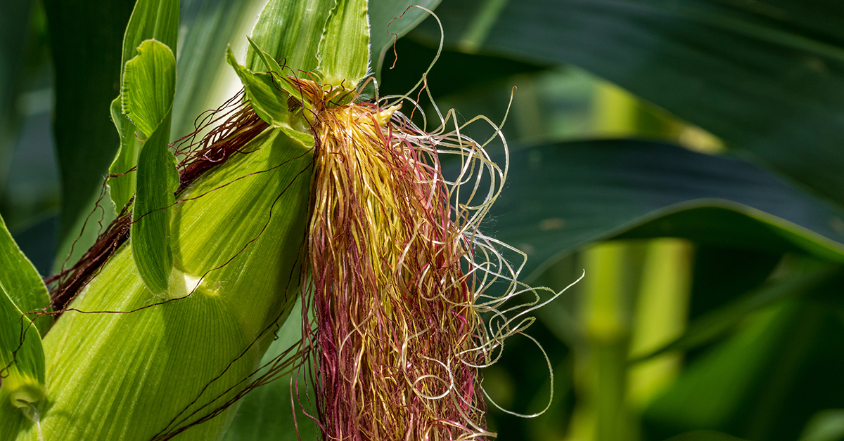 Featured image for “Corn Monograph”