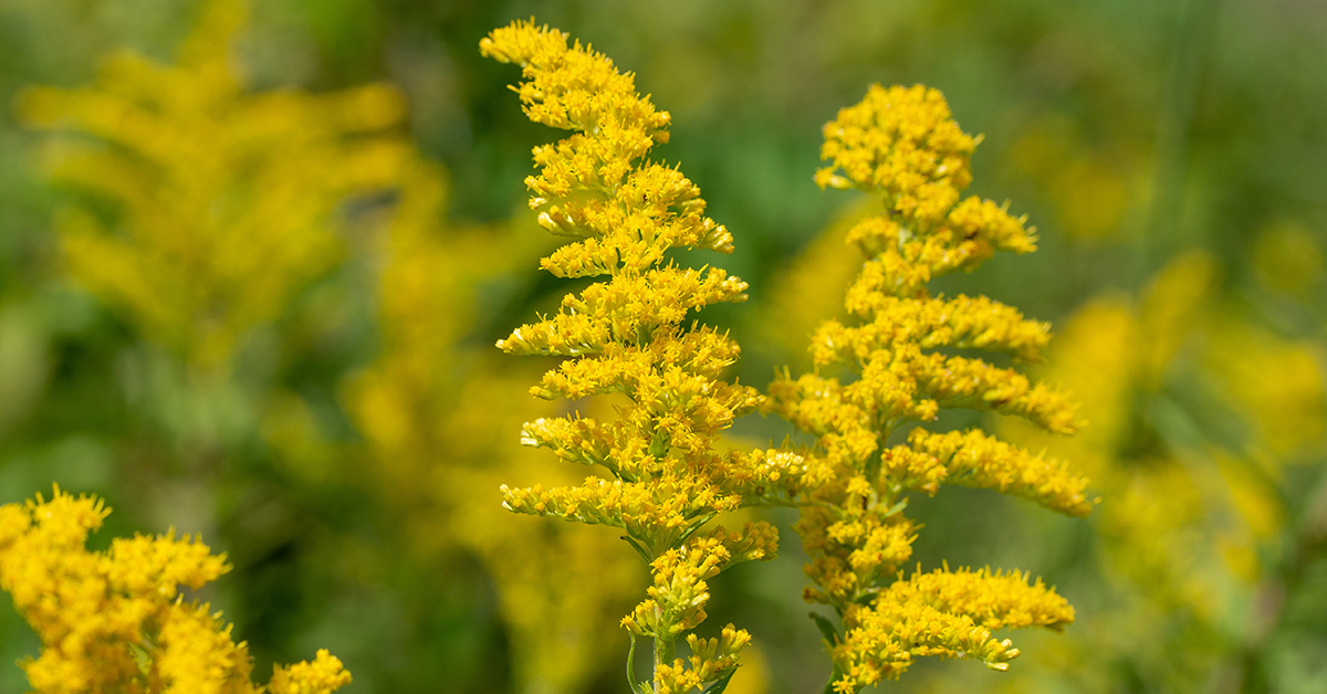 Featured image for “Goldenrod Monograph”