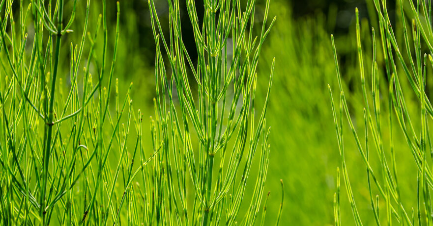 Horsetail Monograph 1 Equisetum arvense monograph