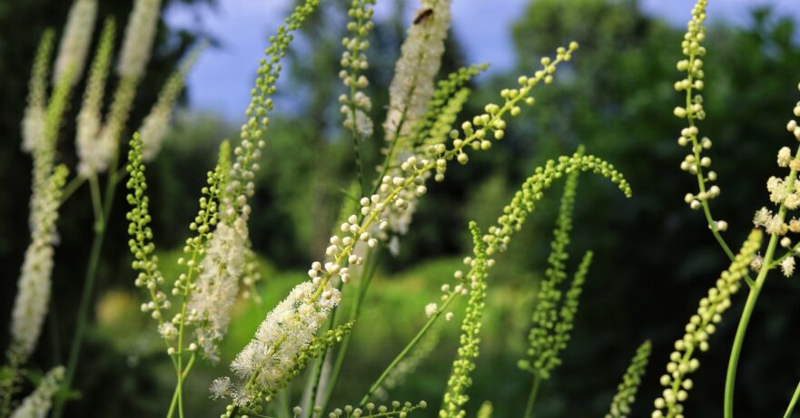 Black Cohosh Monograph 1 Actaea racemosa (formerly Cimicifuga racemosa) Monograph