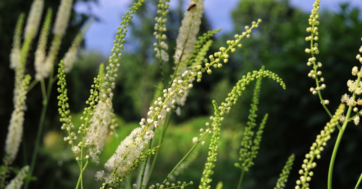 Featured image for “Black Cohosh Monograph”