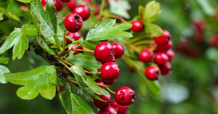Hawthorn Monograph 1 Crataegus spp monograph