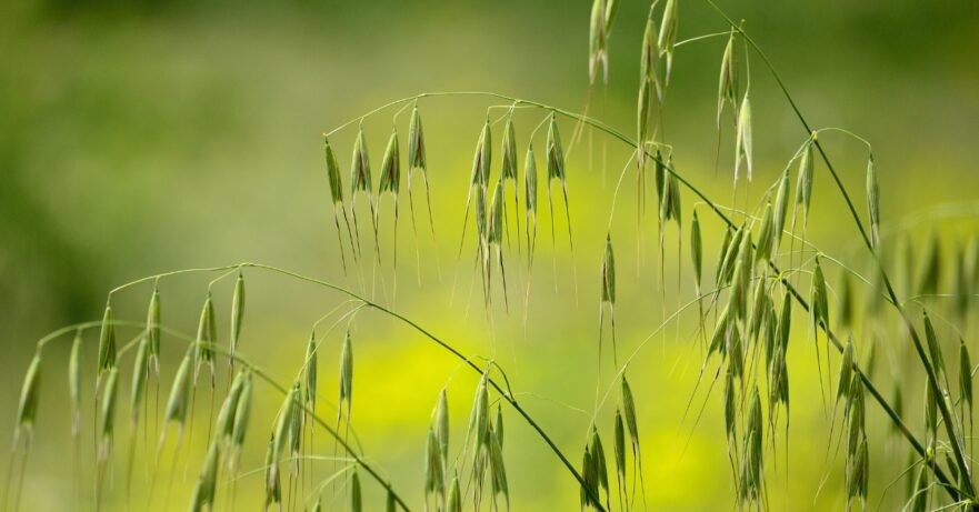 Avena sativa monograph