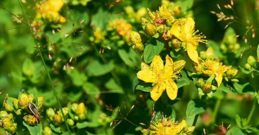 St. John's Wort Monograph 1 Hypericum perforatum monograph