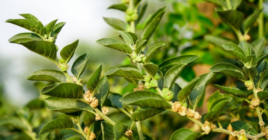 Withania somnifera monograph