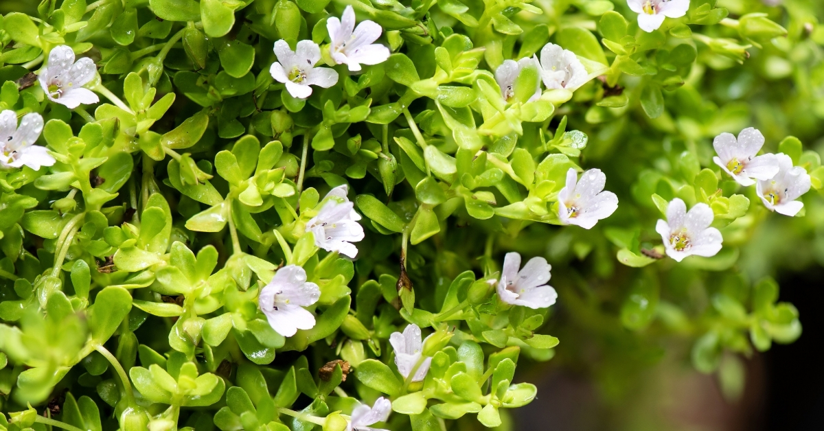 Featured image for “Brahmi (Bacopa Monnieri) Monograph”