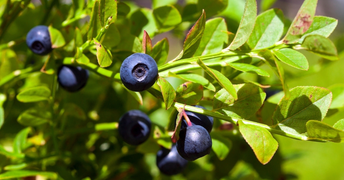 Featured image for “Bilberry Monograph”