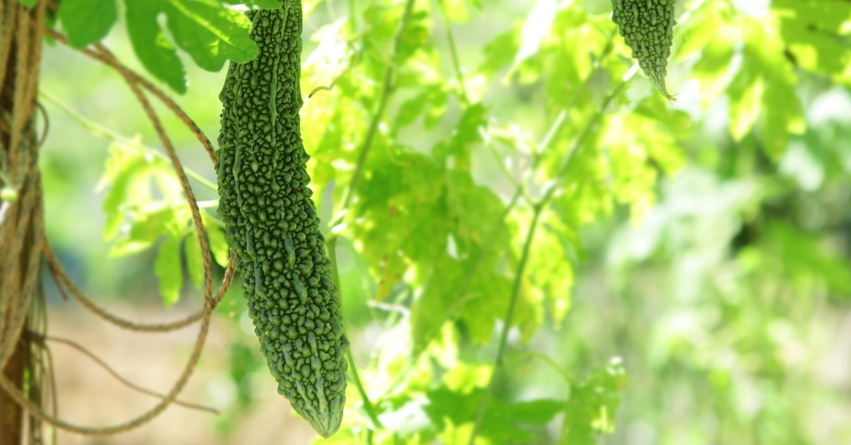Featured image for “Bitter Melon Monograph”