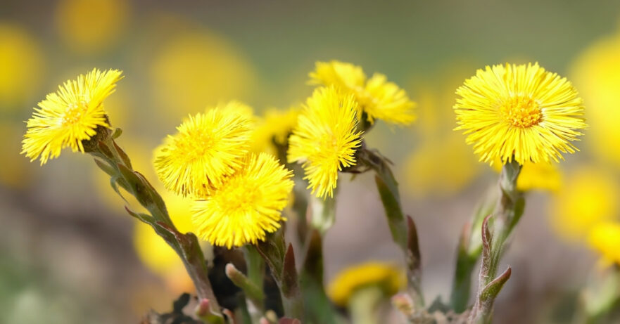 Coltsfoot Monograph 1 Tussilago farfara monograph
