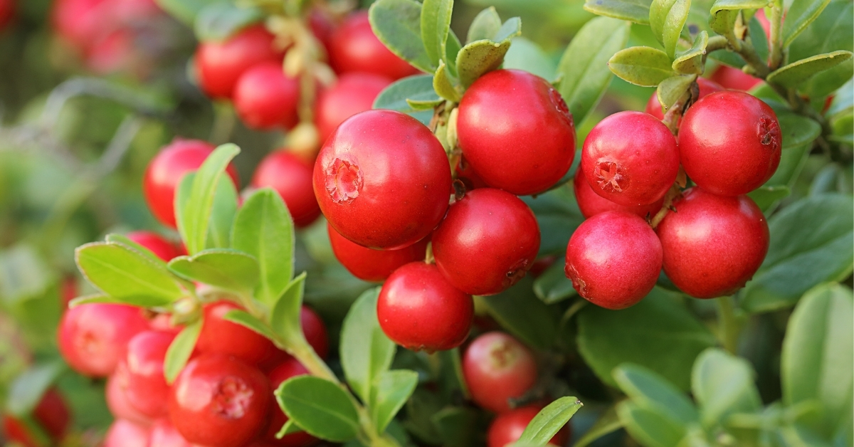 Featured image for “Cranberry Monograph”