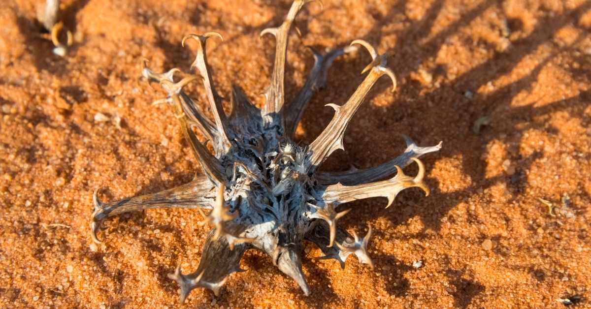 Featured image for “Devil’s Claw Monograph”