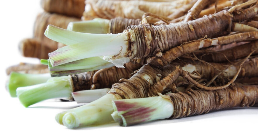 Dong Quai Monograph 1 Angelica sinensis monograph