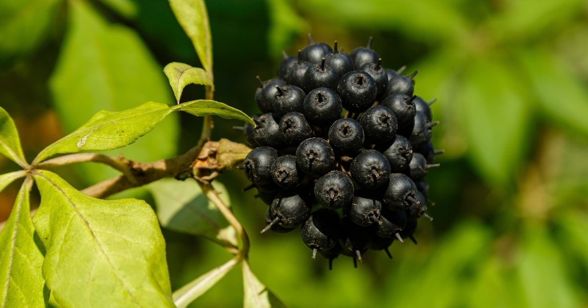 Featured image for “Eleuthero (Siberian ginseng) Monograph”