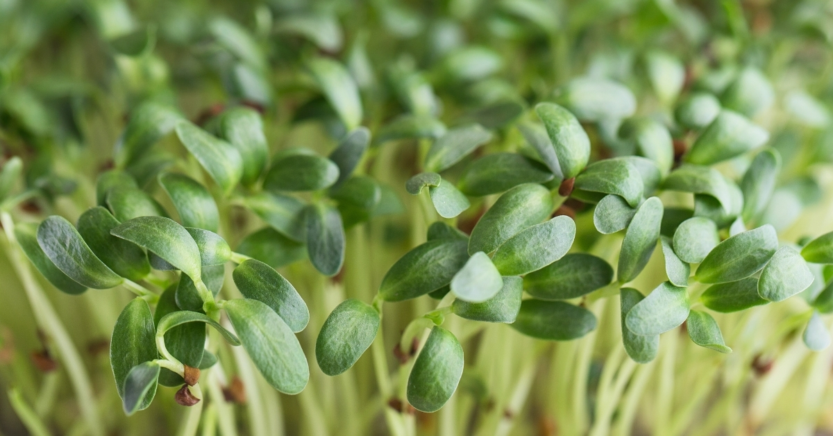 Featured image for “Fenugreek Monograph”