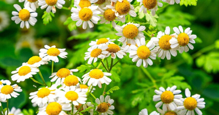 Feverfew Monograph 1 Tanacetum parthenium monograph