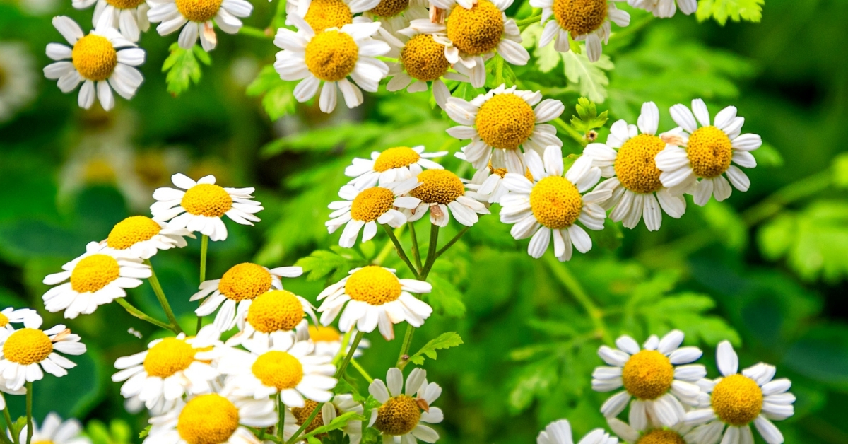 Featured image for “Feverfew Monograph”