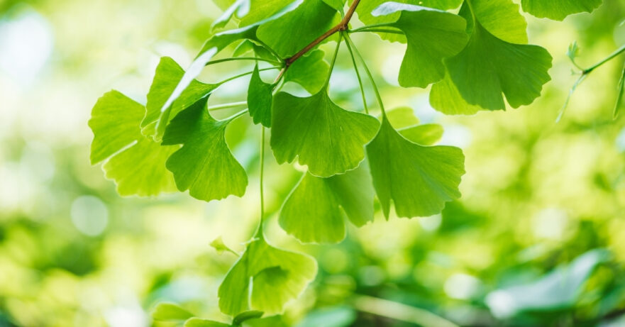 Ginkgo Monograph 1 Ginkgo biloba monograph