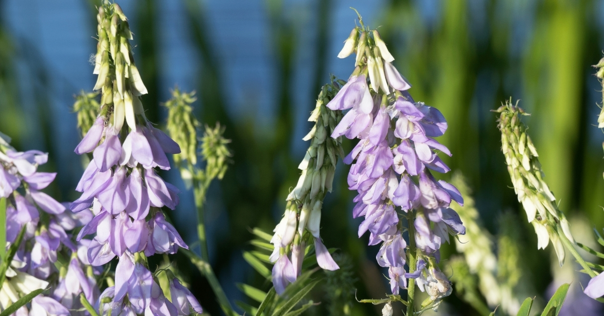 Featured image for “Goat’s Rue Monograph”