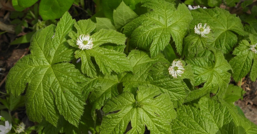 Goldenseal Monograph 1 Hydrastis canadensis monograph