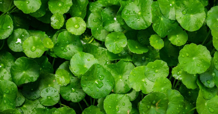 Gotu Kola Monograph 1 Centella asiatica monograph