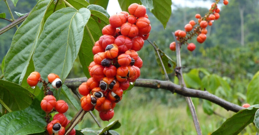 Guarana Monograph 1 Paullinia cupana monograph