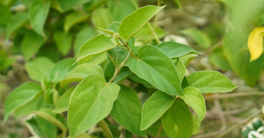 Gymnema Monograph 1 Gymnema sylvestre monograph