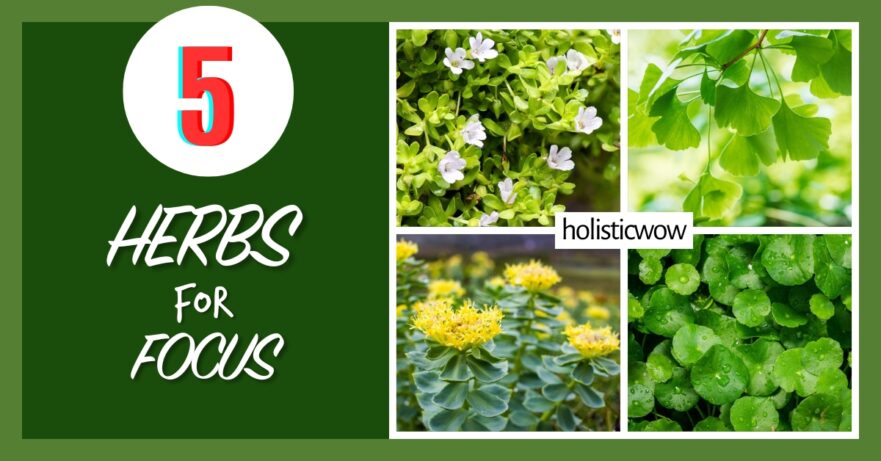 Herbs for focus