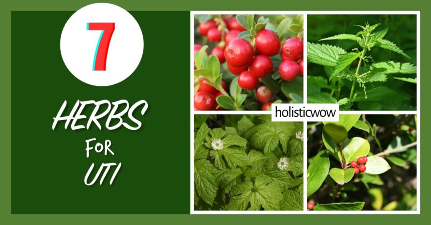 7 Essential Herbs to Combat UTIs Naturally 49 Herbs for UTI