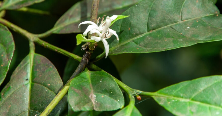 Muira Puama Monograph 1 Ptychopetalum olacoides monograph