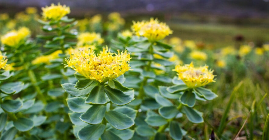 Rhodiola Rosea Monograph 1 Golden root monograph