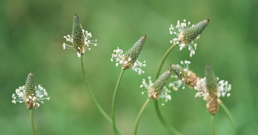 Ribwort Plantain Monograph 1 Plantago major monograph