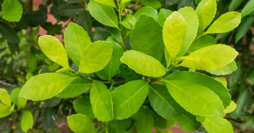 Yerba Mate Monograph 1 Ilex paraguariensis monograph
