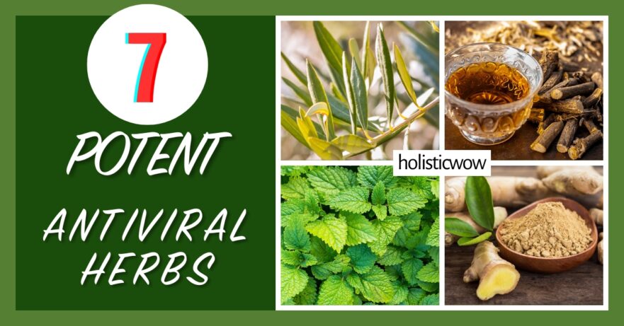 7 Potent Antiviral Herbs to Boost Your Immune Defense 8 Antiviral herbs
