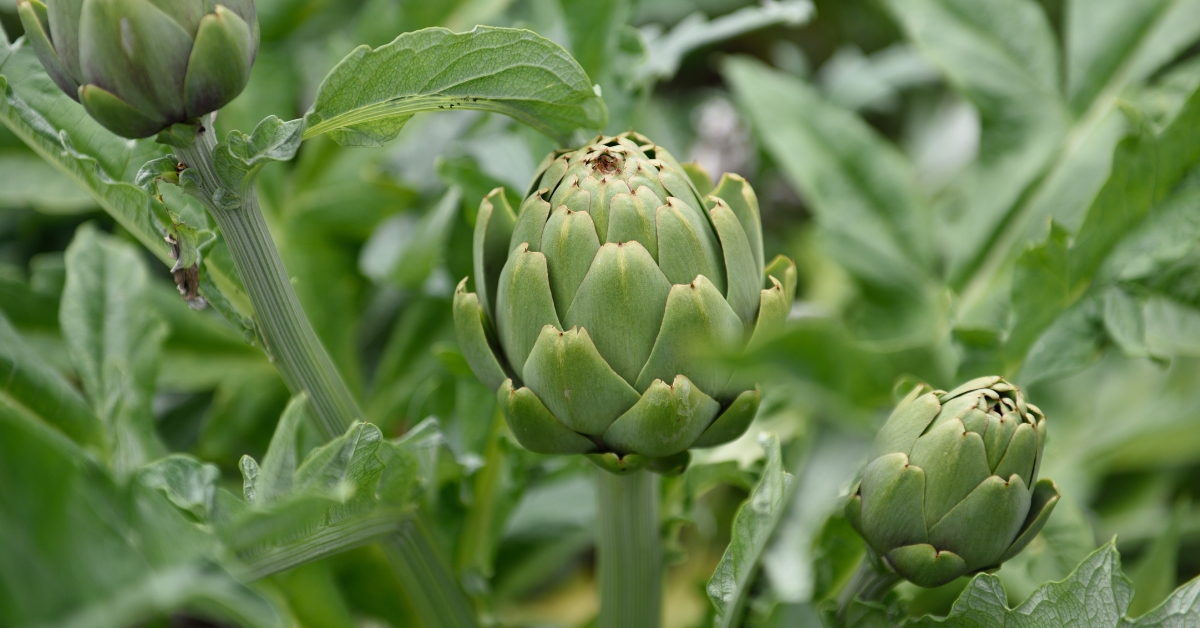 Featured image for “Artichoke Monograph”