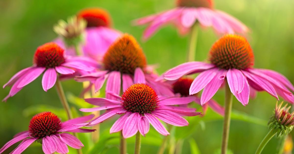 Featured image for “Echinacea Monograph”