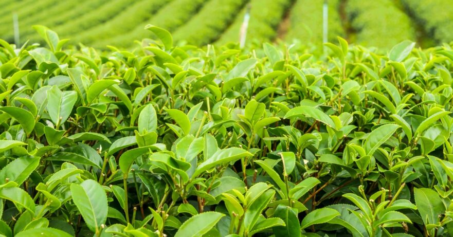 Green Tea Monograph 1 Green tea monograph