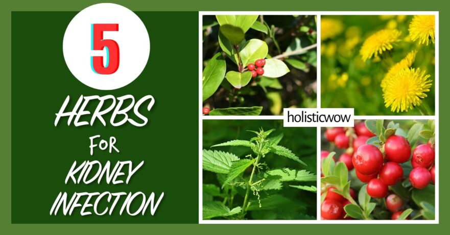 5 Best Herbs to Combat Kidney Infections Naturally 22 Herbs for kidney infection