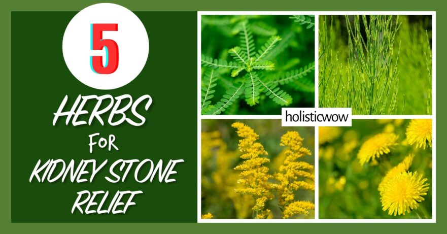 5 Natural Herbs to Support Kidney Stone Relief 43 Herbs for kidney stone relief