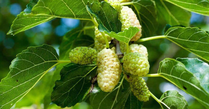 Mulberry Monograph 1 Morus alba monograph
